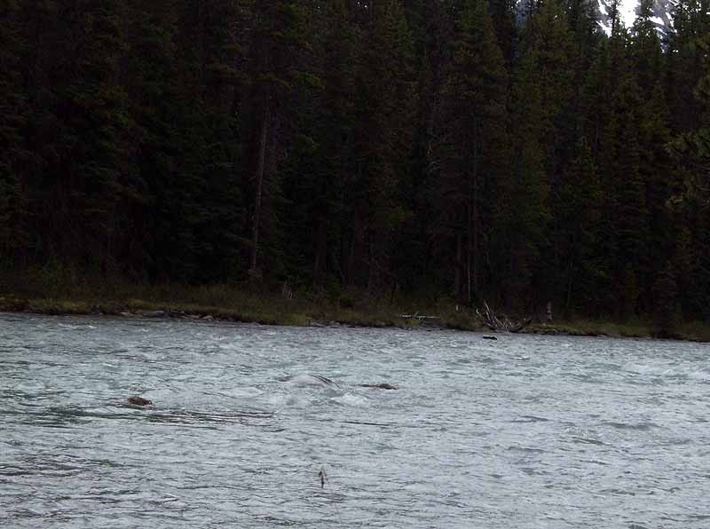 Waterfowl Lakes Campground or hwy 97 rest stop on side of lake