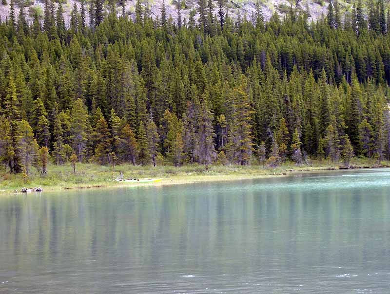 Waterfowl Lakes Campground or hwy 97 rest stop on side of lake