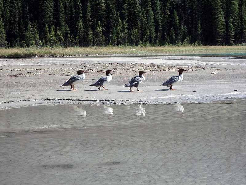 Emerald Lake, B.C. Boat Launch