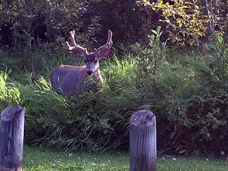 Buck Lake Calhoun Bay Provincial Recreation Area