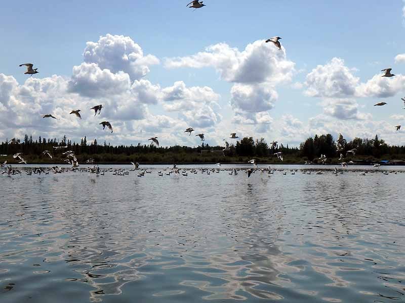 Buck Lake Calhoun Bay Provincial Recreation Area