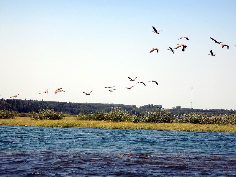 Gleniffer Lake Cottonwood Day Use