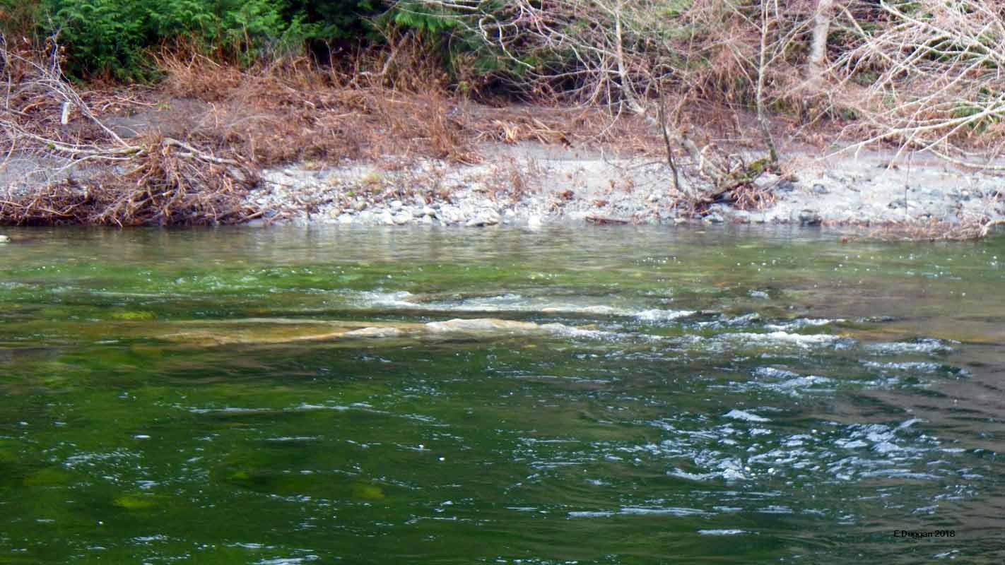 Sooke River Public Park to Trailer Park