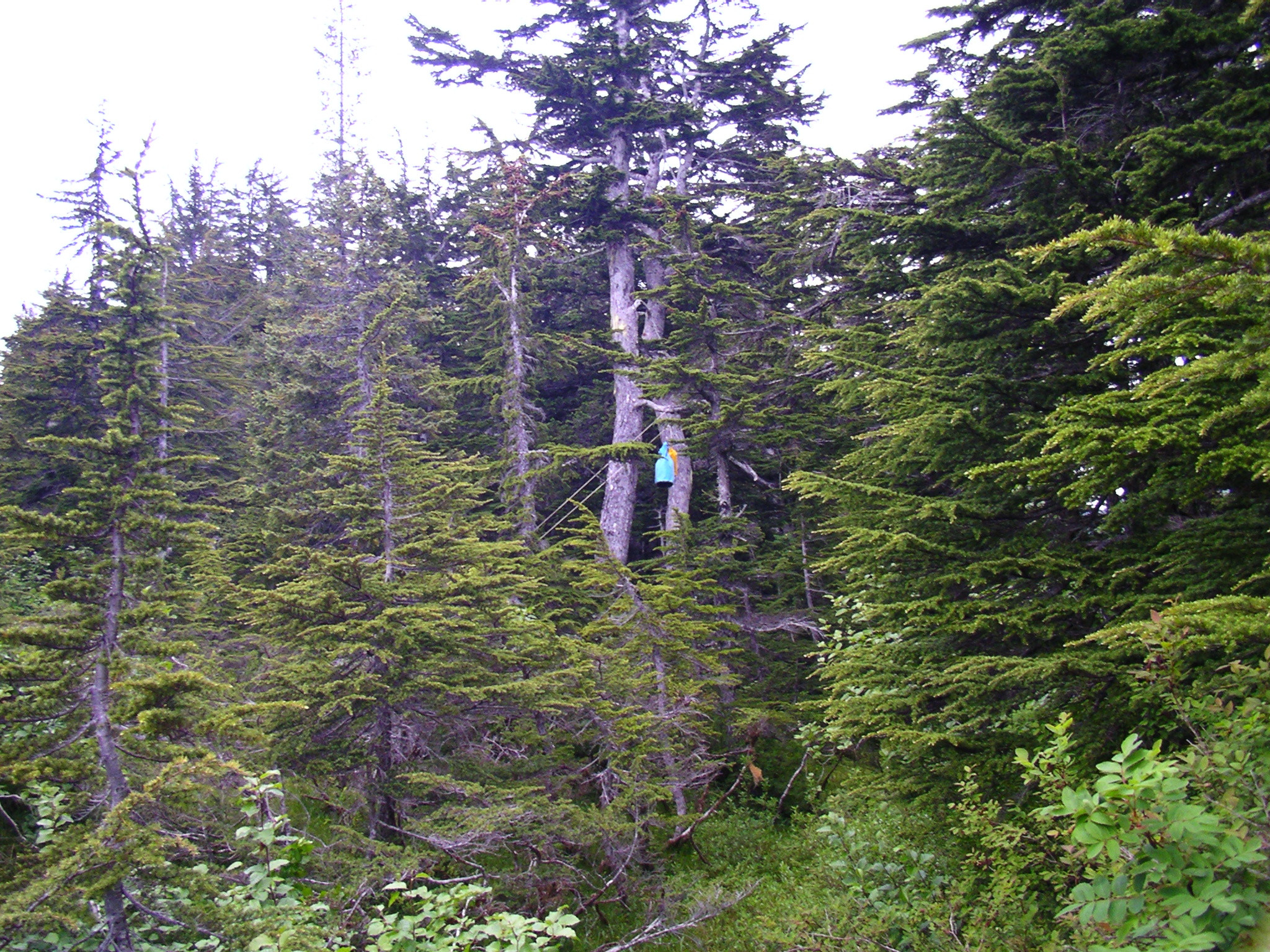 Prince William Sound Chenega Village
